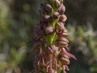 Orchis anthropophora 14, Poppenorchis, Saxifraga-Willem van Kruijsbergen