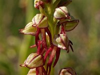 Orchis anthropophora 15, Poppenorchis, Saxifraga-Hans Dekker