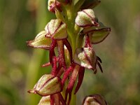 Orchis anthropophora 15, Poppenorchis, Saxifraga-Hans Dekker