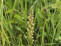 Orchis anthropophora 17, Poppenorchis, Saxifraga-Peter Meininger