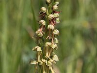 Orchis anthropophora 23, Poppenorchis, Saxifraga-Peter Meininger