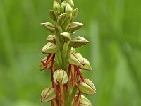 Orchis anthropophora 25, Poppenorchis, Saxifraga-Hans Dekker