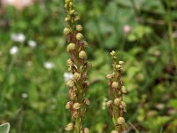 Orchis anthropophora 26, Poppenorchis, Saxifraga-Hans Dekker