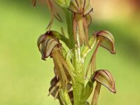 Orchis anthropophora 28, Poppenorchis, Saxifraga-Hans Dekker