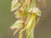 Orchis anthropophora 29, Poppenorchis, Saxifraga-Jelmer Reyntjes : Orchis anthropophora, Poppenorchis