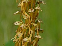 Orchis anthropophora 3, Poppenorchis, Saxifraga-Willem van Kruijsbergen