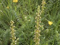 Orchis anthropophora 32, Poppenorchis, Saxifraga-Willem van Kruijsbergen