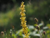 Orchis anthropophora 34, Poppenorchis, Saxifraga-Hans Dekker