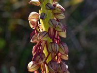 Orchis anthropophora 35, Saxifraga-Harry Jans