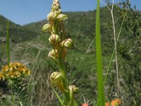 Orchis anthropophora 5, Poppenorchis, Saxifraga-Rutger Barendse