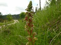 Orchis anthropophora 51, Poppenorchis, Saxifraga-Hans Grotenhuis