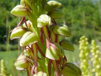 Orchis anthropophora 52, Poppenorchis, Saxifraga-Hans Grotenhuis