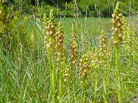 Orchis anthropophora 53, Poppenorchis, Saxifraga-Hans Grotenhuis