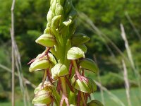 Orchis anthropophora 54, Poppenorchis, Saxifraga-Hans Grotenhuis