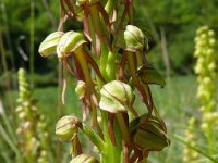 Orchis anthropophora 55, Poppenorchis, Saxifraga-Hans Grotenhuis