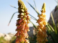 Orchis anthropophora 56, Poppenorchis, Saxifraga-Ed Stikvoort