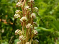 Orchis anthropophora 58, Poppenorchis, Saxifraga-Ed Stikvoort