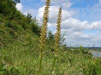 Orchis anthropophora 59, Poppenorchis, Saxifraga-Ed Stikvoort