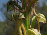 Orchis anthropophora 6, Poppenorchis, Saxifraga-Rutger Barendse