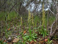 Orchis anthropophora 61, Poppenorchis, Saxifraga-Ed Stikvoort