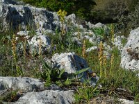 Orchis anthropophora 63, Poppenorchis, Saxifraga-Ed Stikvoort
