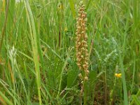 Orchis anthropophora 66, Poppenorchis, Saxifraga-Ed Stikvoort
