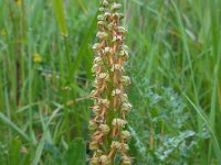 Orchis anthropophora 67, Poppenorchis, Saxifraga-Ed Stikvoort