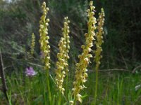 Orchis anthropophora 68, Poppenorchis, Saxifraga-Ed Stikvoort