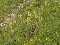 Orchis anthropophora 7, Poppenorchis, Saxifraga-Jan van der Straaten