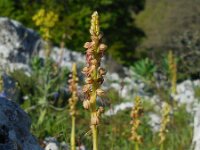 Orchis anthropophora 70, Poppenorchis, Saxifraga-Ed Stikvoort