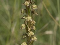Orchis anthropophora 71, Poppenorchis, Saxifraga-Willem van Kruijsbergen
