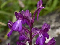 Orchis boryi 1, Saxifraga-Harry Jans