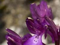 Orchis boryi 2, Saxifraga-Harry Jans