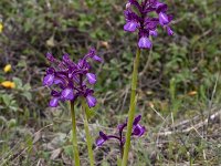Orchis boryi 3, Saxifraga-Harry Jans