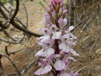 Orchis canariensis 2, Saxifraga-Rutger Barendse