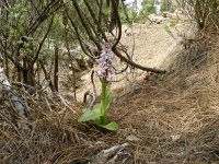 Orchis canariensis 3, Saxifraga-Rutger Barendse