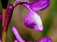 Orchis champagneuxii 11, Saxifraga-Hans Dekker