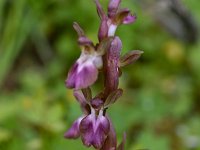 Orchis collina 1, Saxifraga-Harry Jans