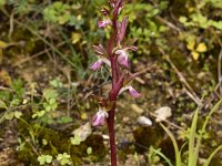 Orchis collina 3, Saxifraga-Harry Jans