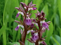 Orchis collina 4, Saxifraga-Harry Jans