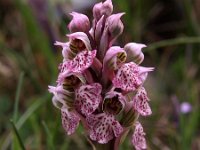 Orchis corsica