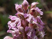 Orchis corsica 2, Saxifraga-Hans Dekker