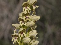 Orchis galilaea : Gebied, Israel, Orchid, Orchis, www.Saxifraga.nl
