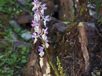 Orchis ichnusae 1, Saxifraga-Hans Dekker