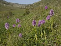 Orchis italica 12, Saxifraga-Willem van Kruijsbergen
