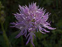 Orchis italica 36, Saxifraga-Jan van der Straaten