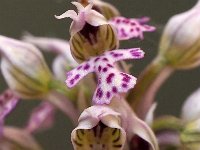 Orchis lactea 1, Saxifraga-Hans Dekker