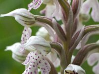 Orchis lactea 2, Saxifraga-Hans Dekker