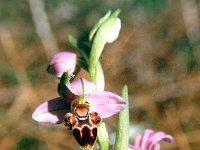 Orchis lapethica 1, Saxifraga-Hans Dekker