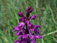 Orchis laxiflora 28, IJle orchis, Saxifraga-Jeroen Willemsen